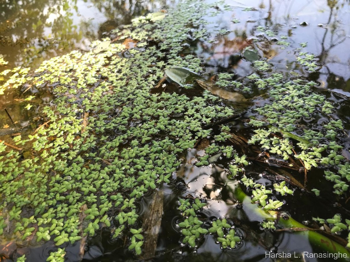 Spirodela punctata (G.Mey.) C.H.Thomps.